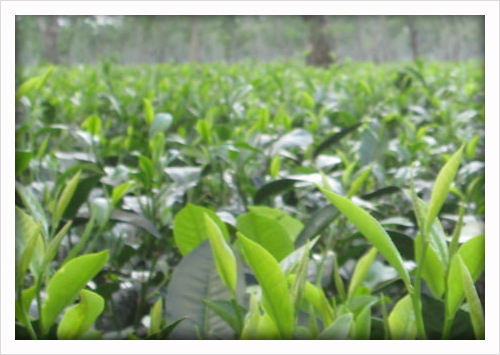 Assam-Tea
